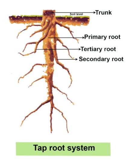 kantero meaning|Root: Kantero .